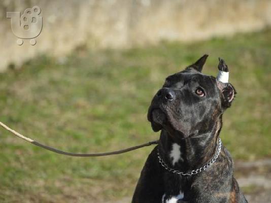 Cane Corso θηλυκό